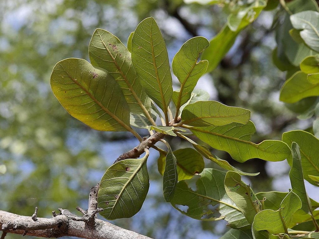 Curriola Tudo Sobre Essa Planta