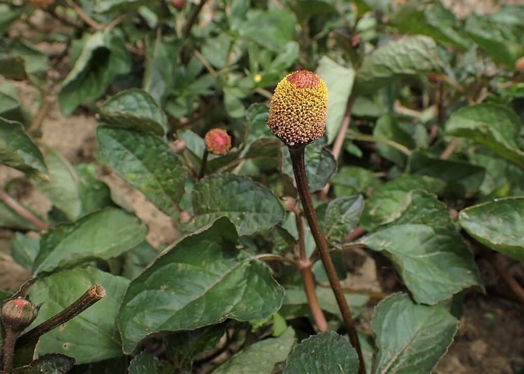 Jambú Um Guia Completo Desta Planta