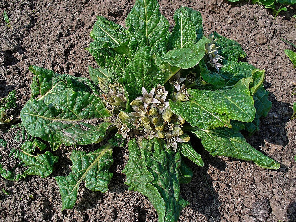 Mandragora Guia Completo Desta Planta