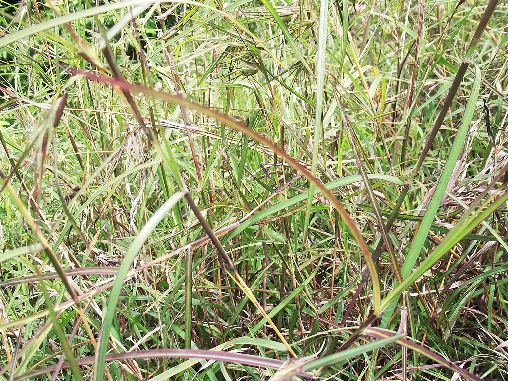 Palmarosa Saiba Tudo Sobre Essa Planta