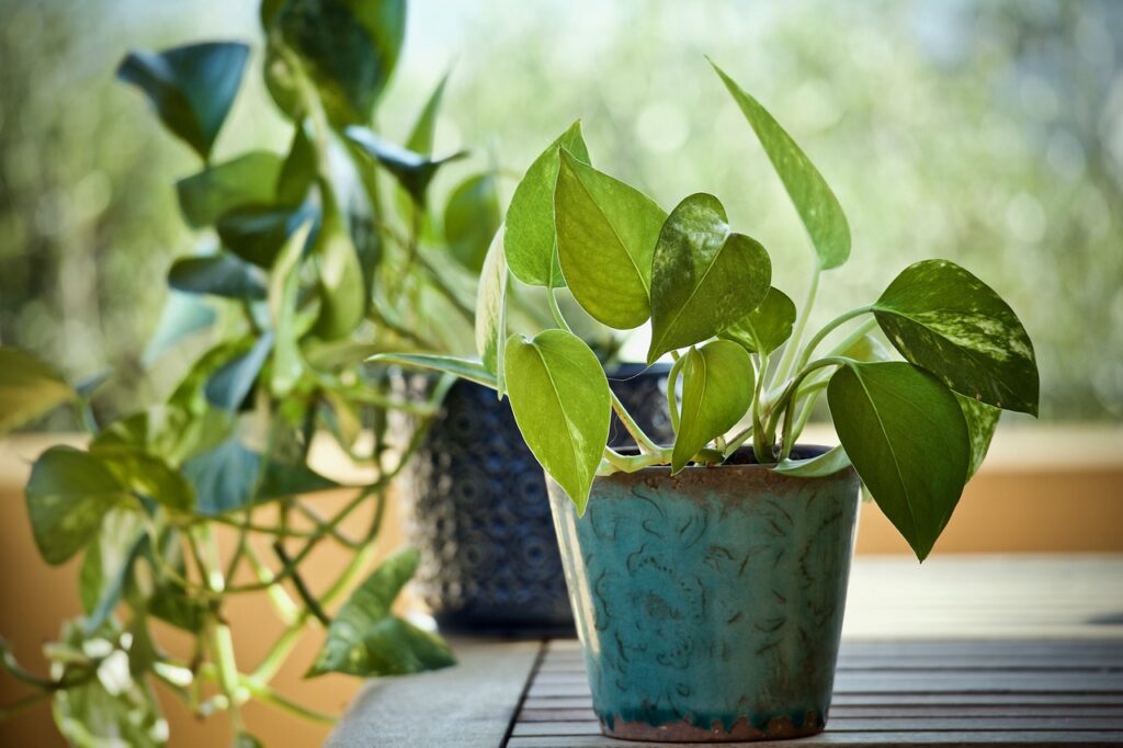 Tipos de Jiboia Planta