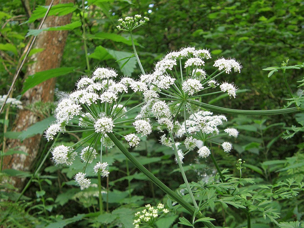 Conium Maculatum: Conhecendo a Planta e sua Importância