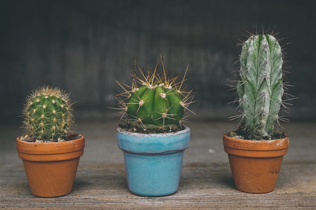 Como Cuidar de Cactos Pequenos