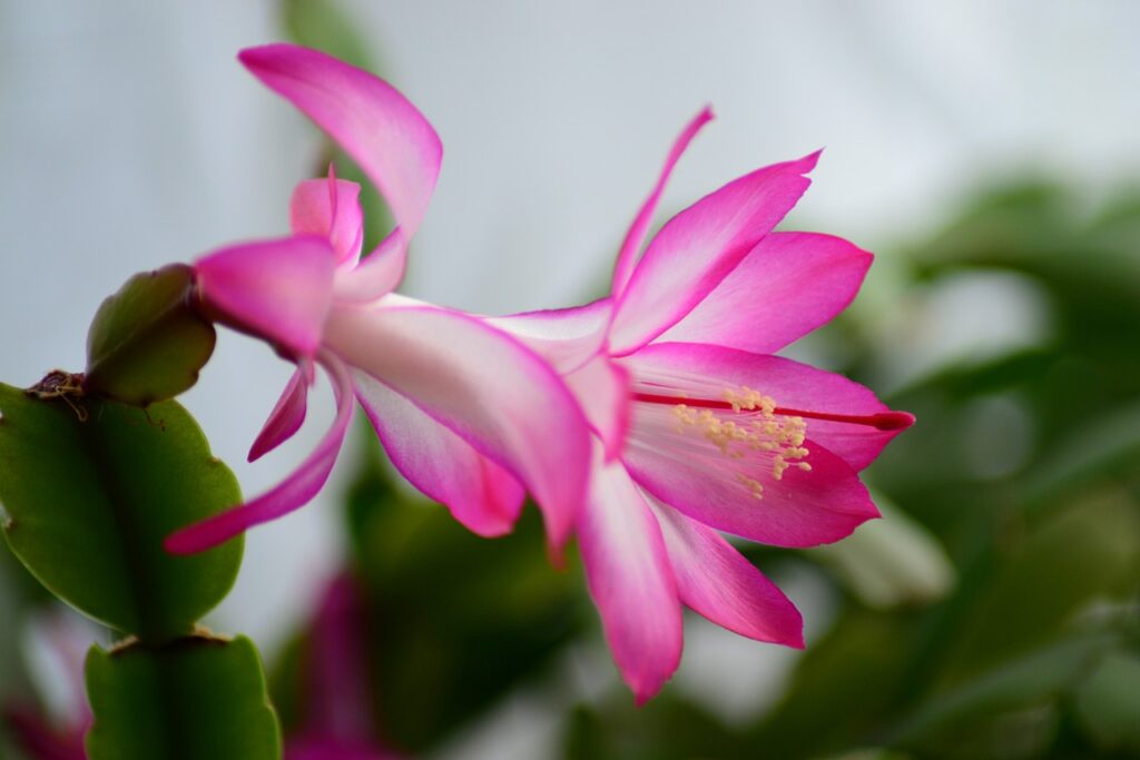 Flor de Maio Como Cuidar: Um Guia Completo