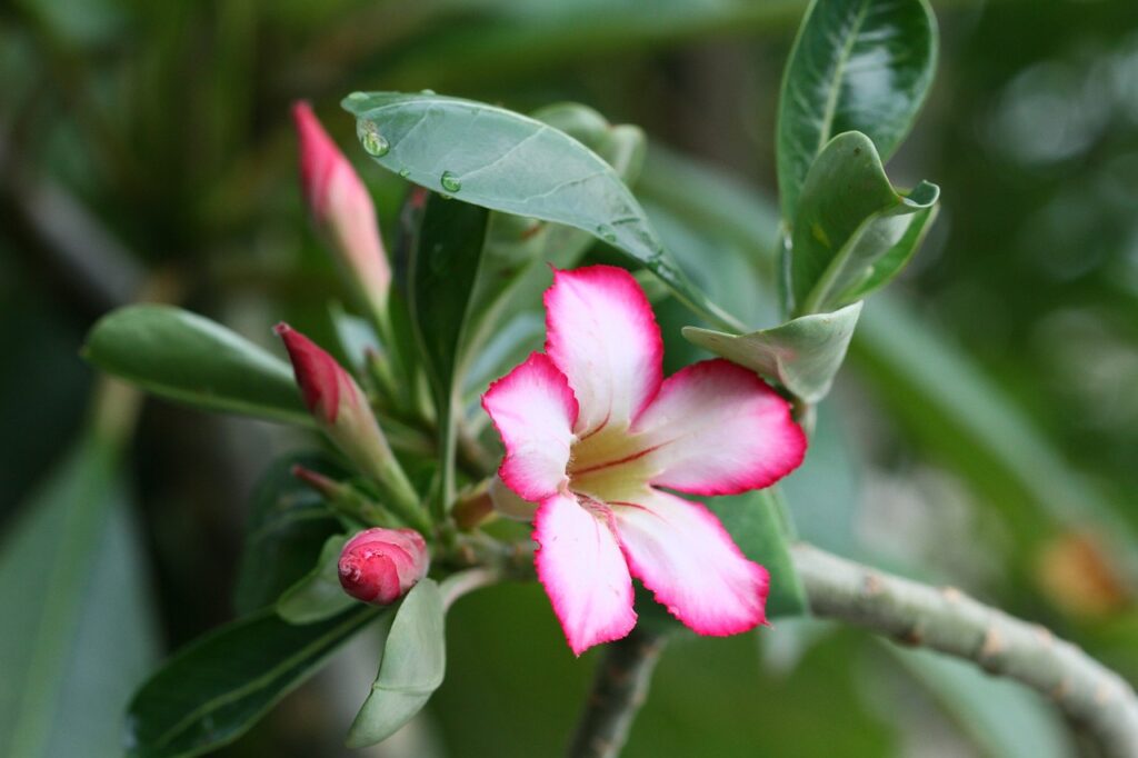 Como Cuidar da Planta Flor do Deserto: Um Guia Completo Para Iniciantes