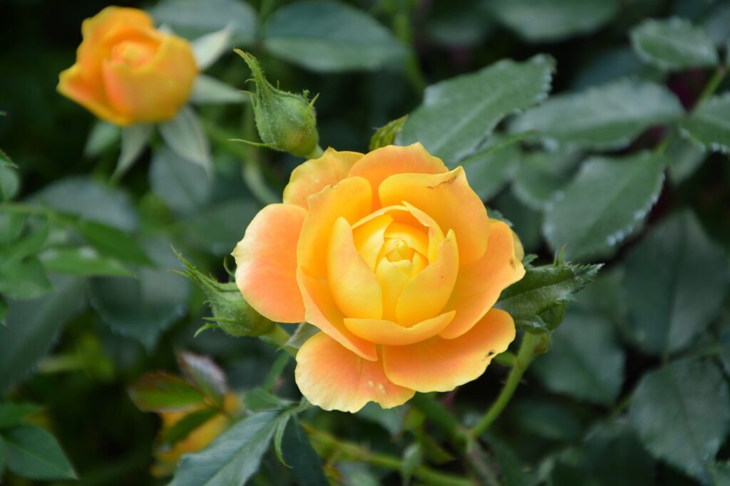 Como Cuidar de Mini Rosas: Dicas Essenciais Para o Cultivo e Manutenção