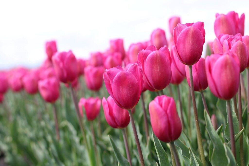 Tulipa Rosa Uma Beleza Encantadora