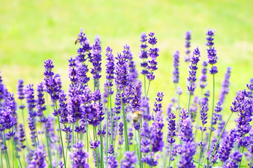 Lavanda Como Cuidar: Um Guia Completo Para os Amantes Desta Planta