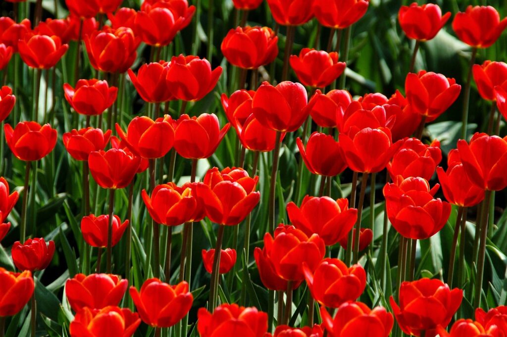 Tulipa Vermelha: Beleza e Significado das Flores Encantadoras