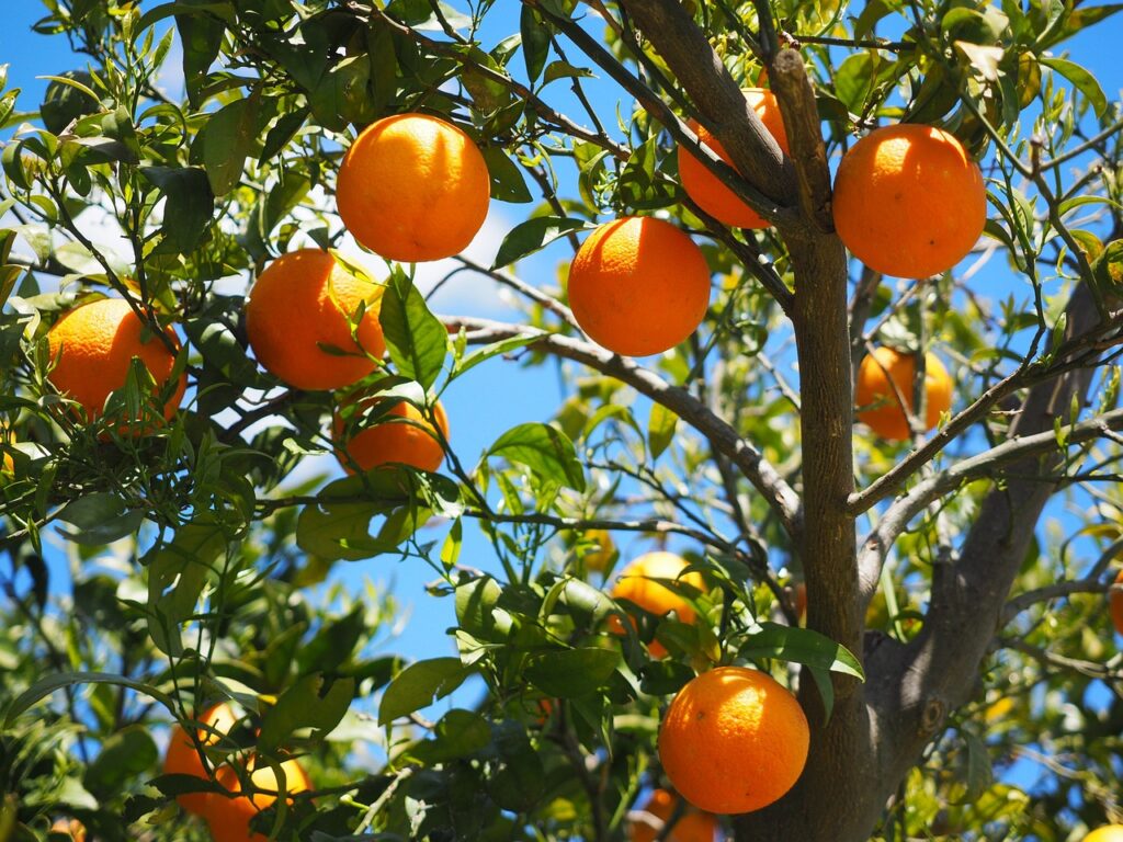 Laranja Salustiana: Dicas Para Uma Colheita Abundante