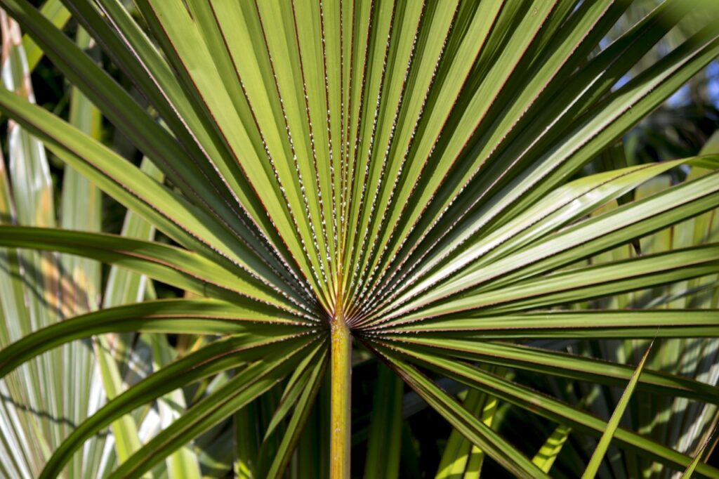 Serenoa Repens: Um Guia Completo