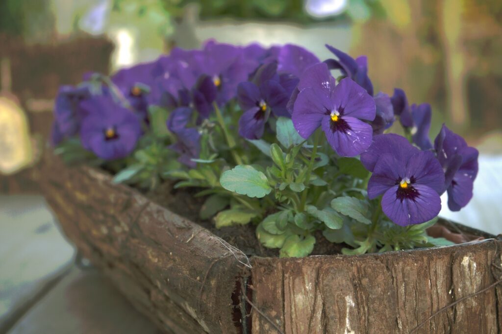 Como Cuidar de Violetas: Dicas e Orientações Para Uma Planta Encantadora