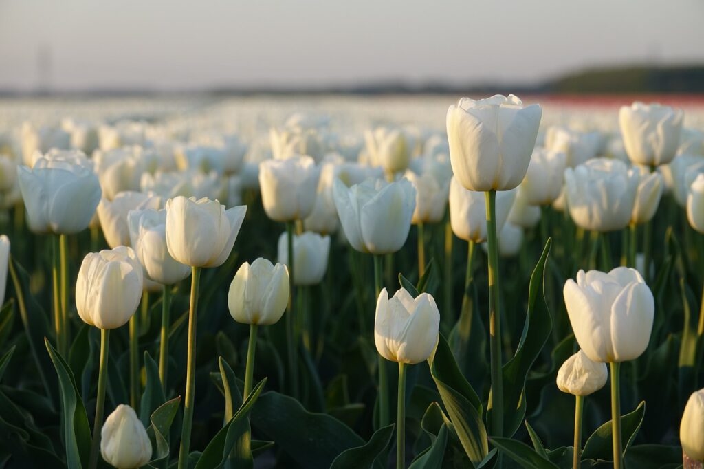 Tulipa Branca: Beleza e Simbolismo em Flor