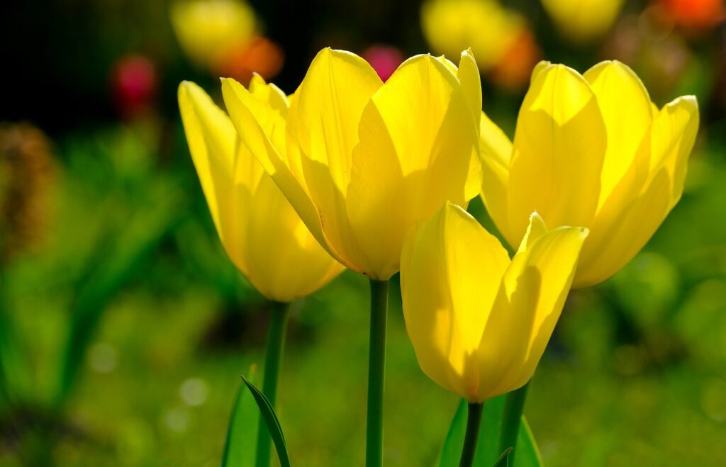 Tulipas Amarelas: Beleza e Significado