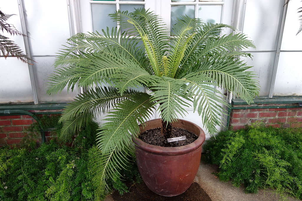 Blechnum Brasiliense: Dicas Para Um Jardim Exuberante