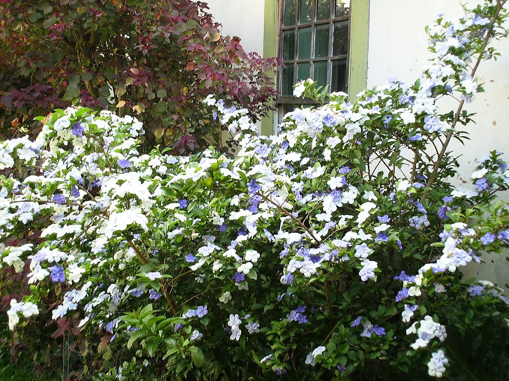 Brunfelsia Uniflora: Um Guia Completo