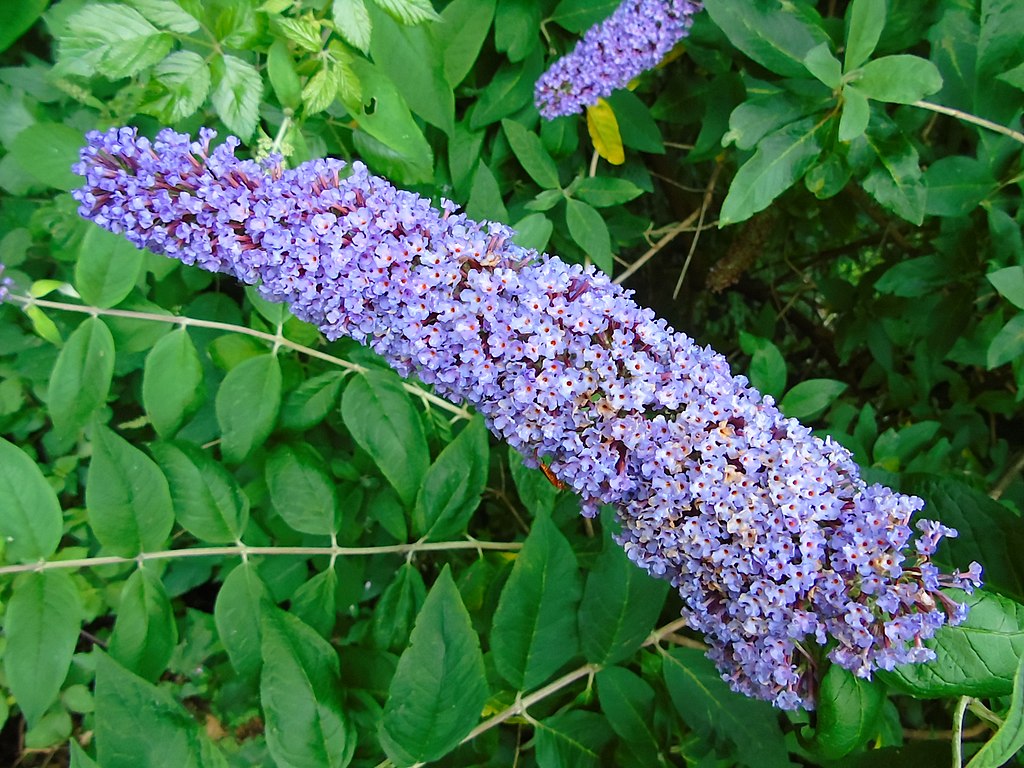 Buddleja Davidii Um Guia Completo