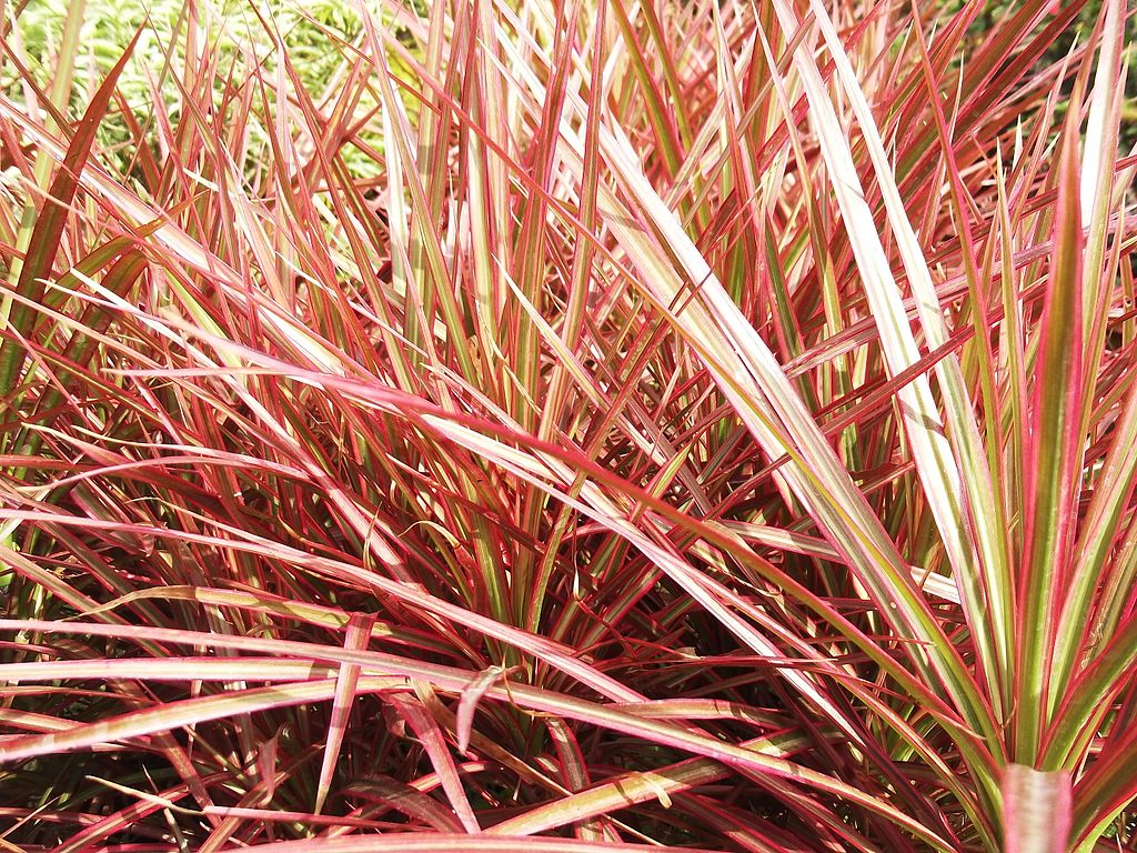 Dracena Tricolor: Um Guia Completo