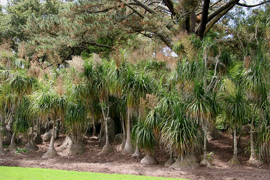 Beaucarnea Recurvata Um Guia Completo