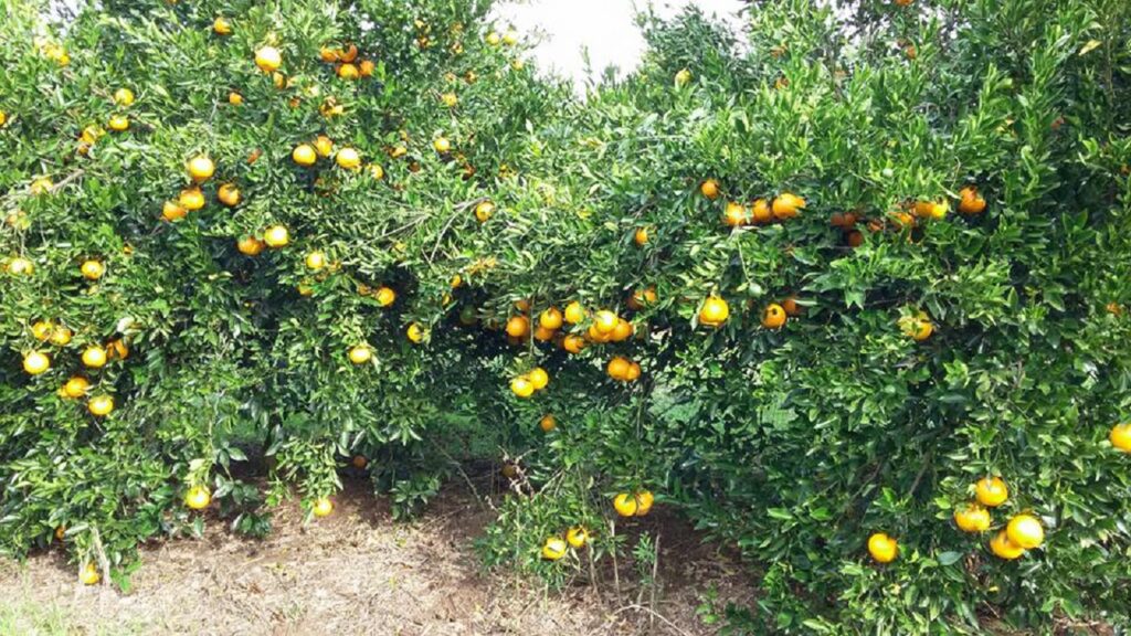 Tangerina Montenegrina: Como Cultivar