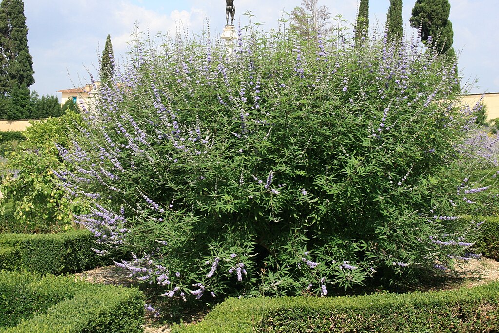 Vitex Agnus Castus: Um Guia Completo