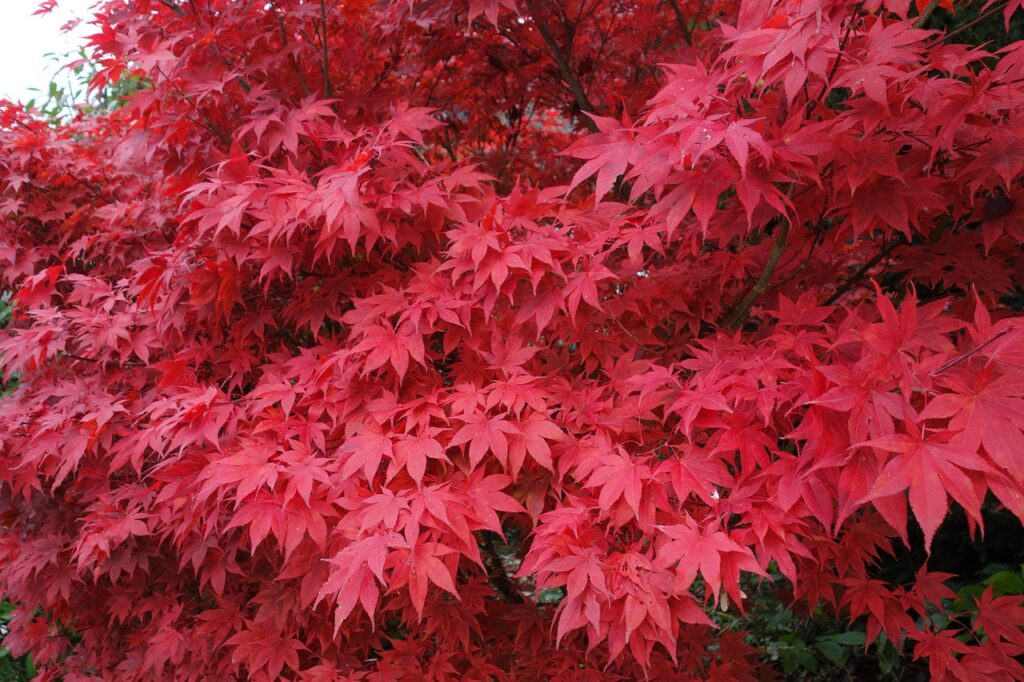 Bordo Japonês