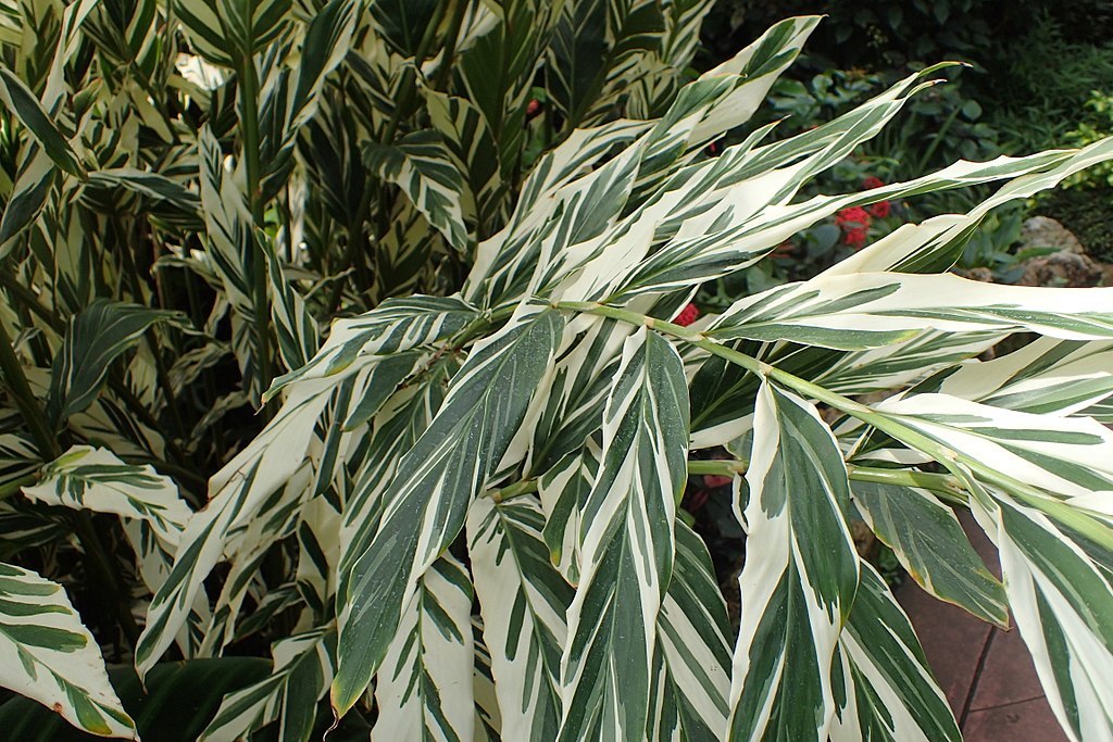 Alpinia Vittata: Dicas Para o Sucesso no Cultivo Dessa Planta