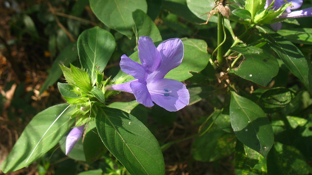 Barleria Cristata Um Guia Completo