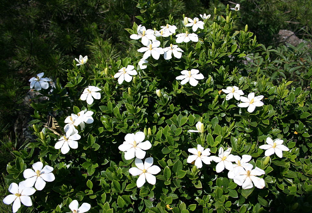 Gardênia Flor: Beleza e o Encanto