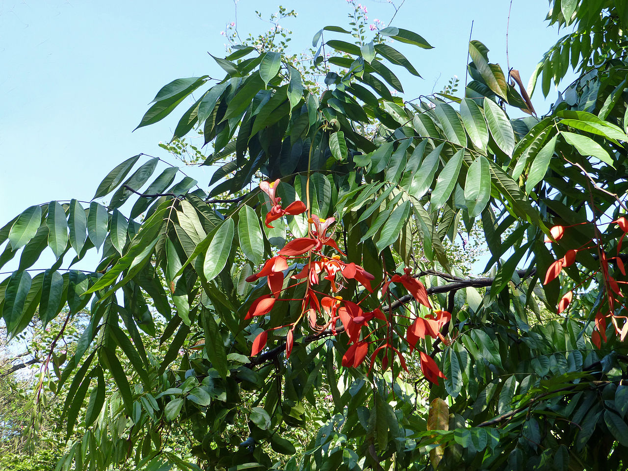 Rainha das Árvores Dicas de Cultivo