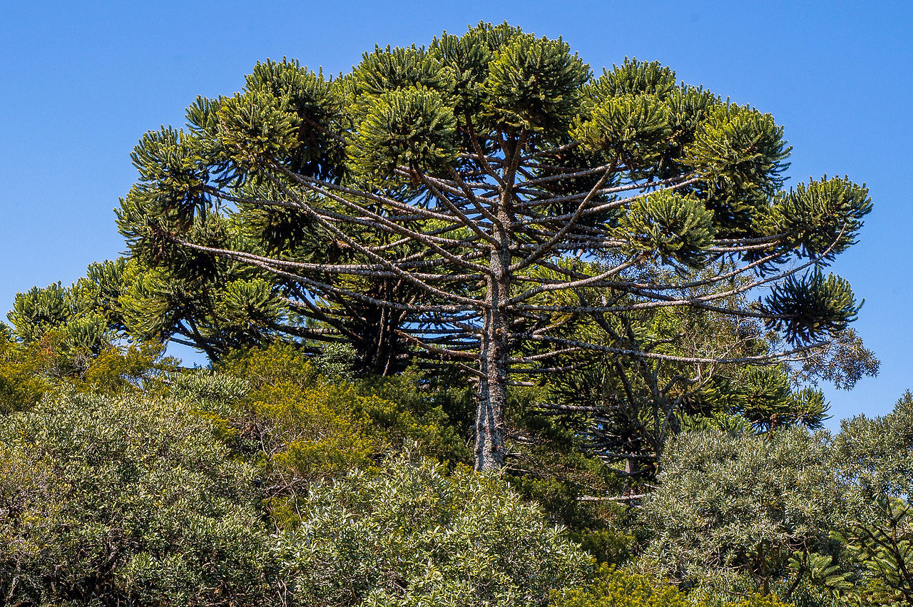 Plantas Em Extinção