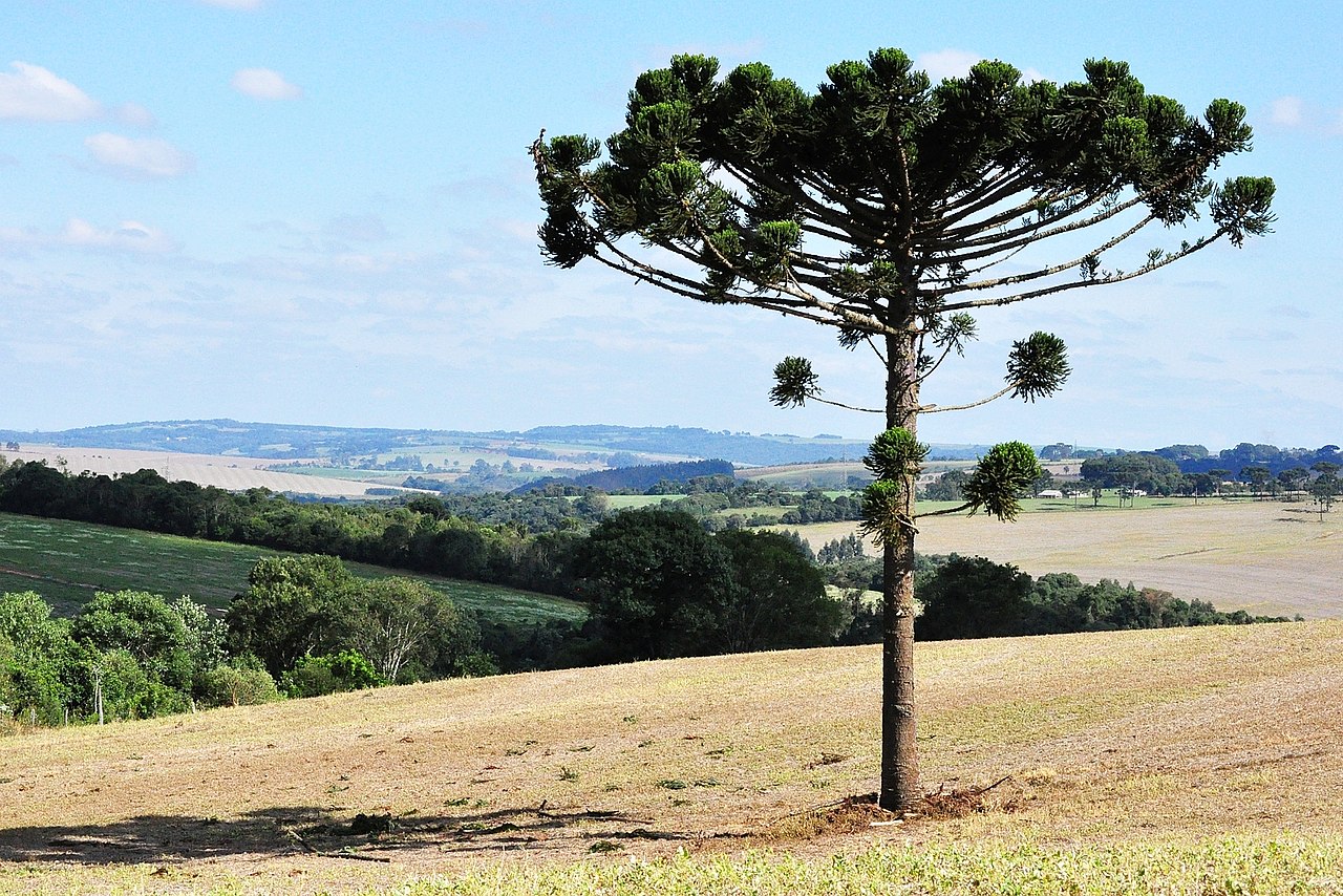 Araucaria Angustifolia: Dicas de Cultivo