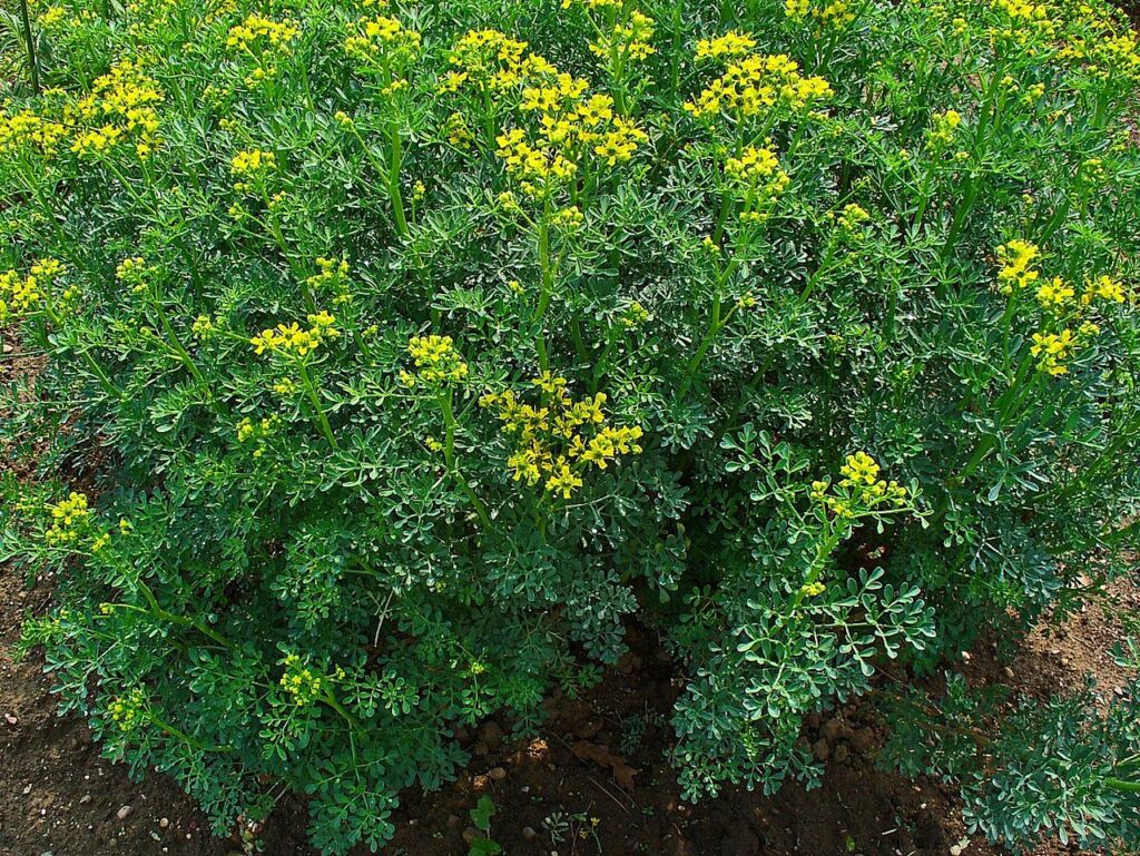 Arruda Como Cuidar Desta Planta