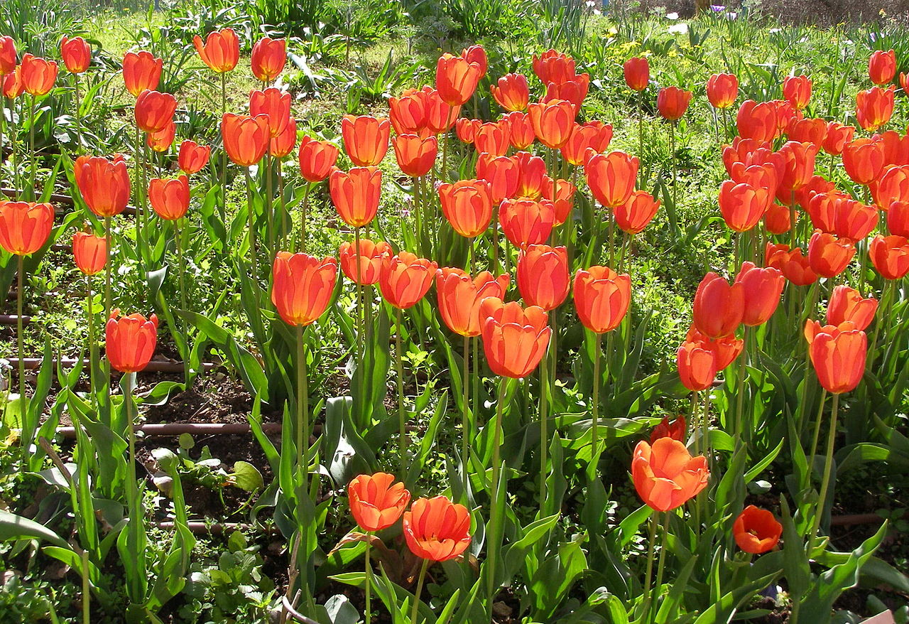 Flor Tulipa Como Cuidar