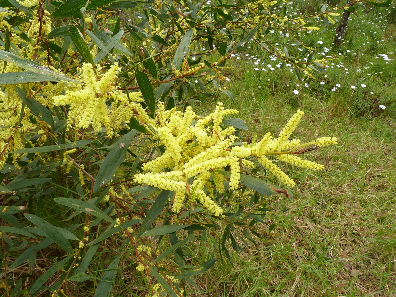 Acacia Longifolia Um Guia Completo