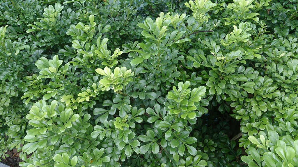 Aglaia Odorata: Cultivando Beleza e Perfume em Seu Jardim