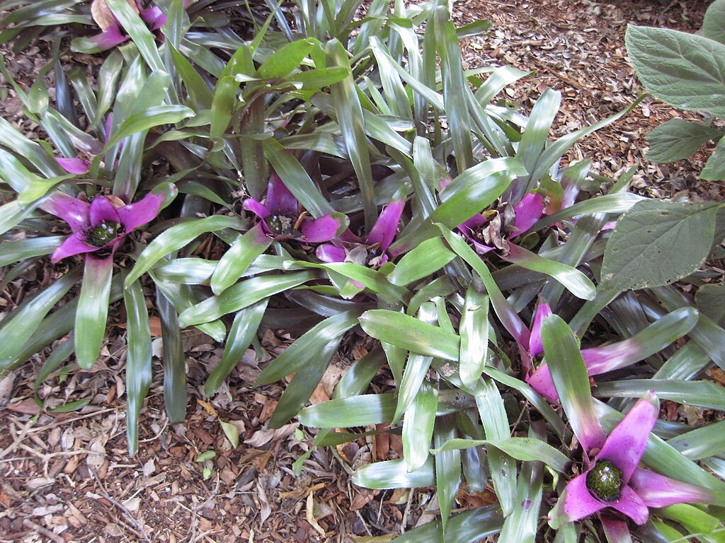 Neoregelia Concentrica Um Guia Completo