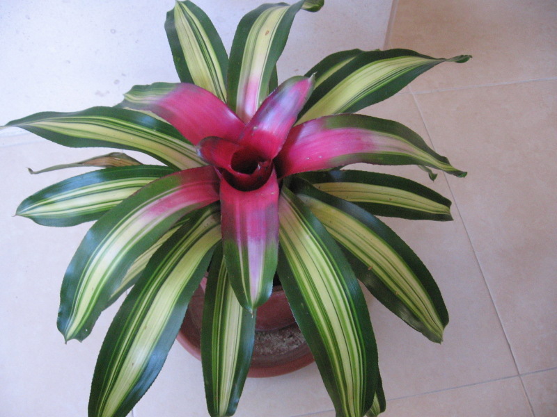 Neoregelia Carolinae Um Guia Completo