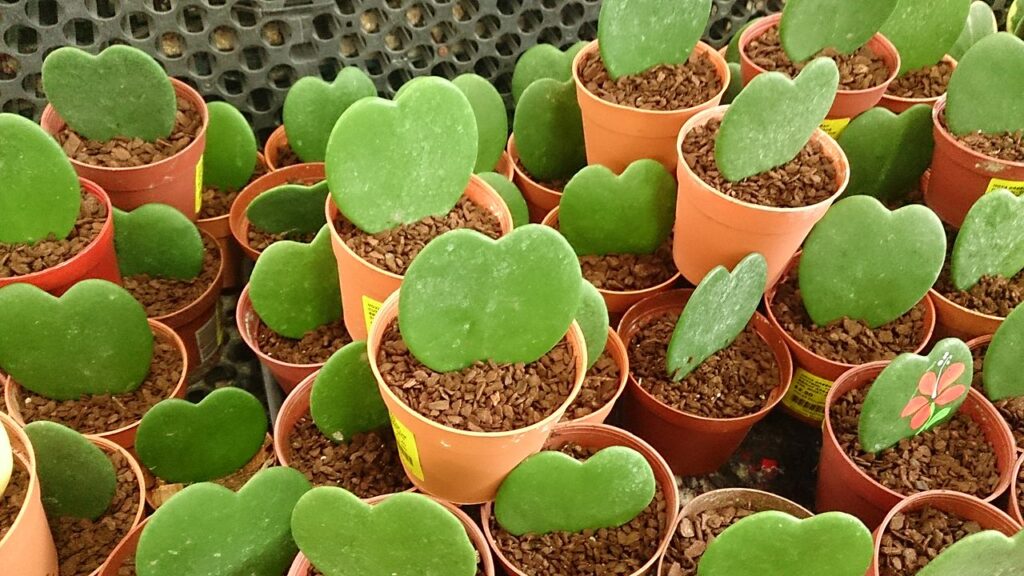 Flor de Cera Coração Um Guia Completo