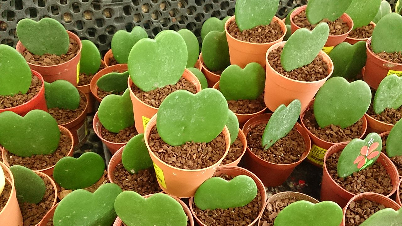 Flor de Cera Coração Um Guia Completo