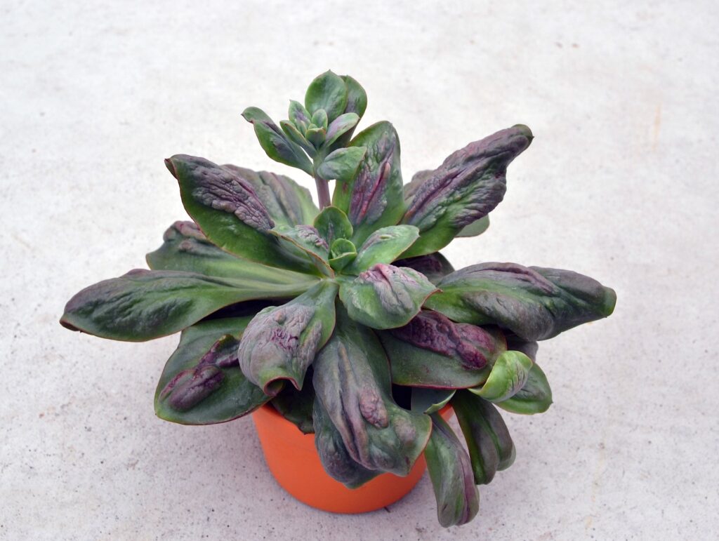 Echeveria Baron Bold Um Guia Completo Desta Planta