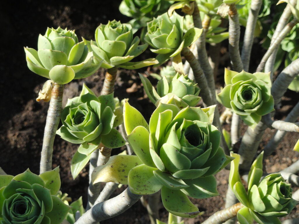 Aeonium Balsamiferum Um Guia Completo Desta Planta