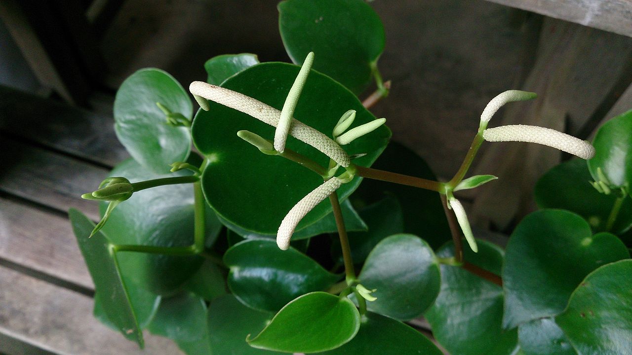 Peperomia Polybotrya Um Guia Completo