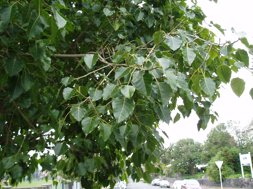 Ficus Religiosa Um Guia Completo Desta Planta