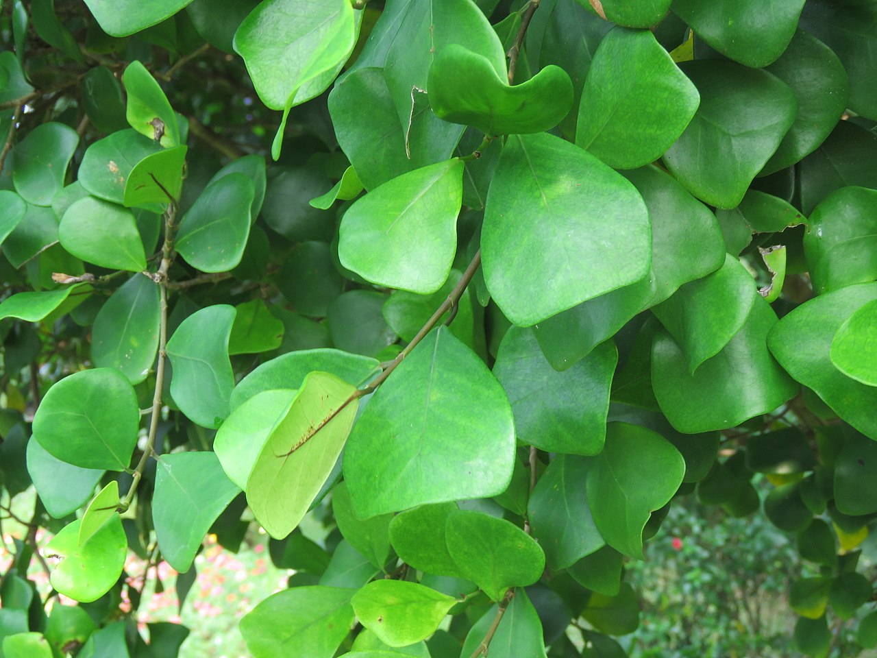 Ficus Triangularis Um Guia Completo Desta Planta