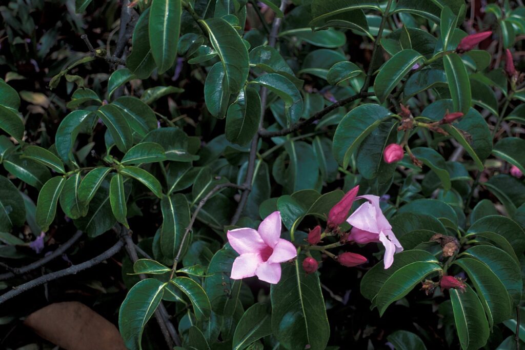 Cryptostegia Grandiflora Um Guia Completo Desta Planta