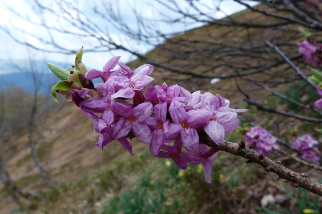 Daphne Mezereum Um Guia Completo