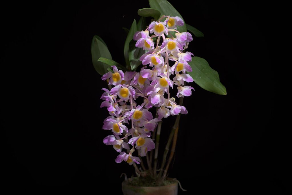 Dendrobium Amabile Um Guia Completo Desta Planta