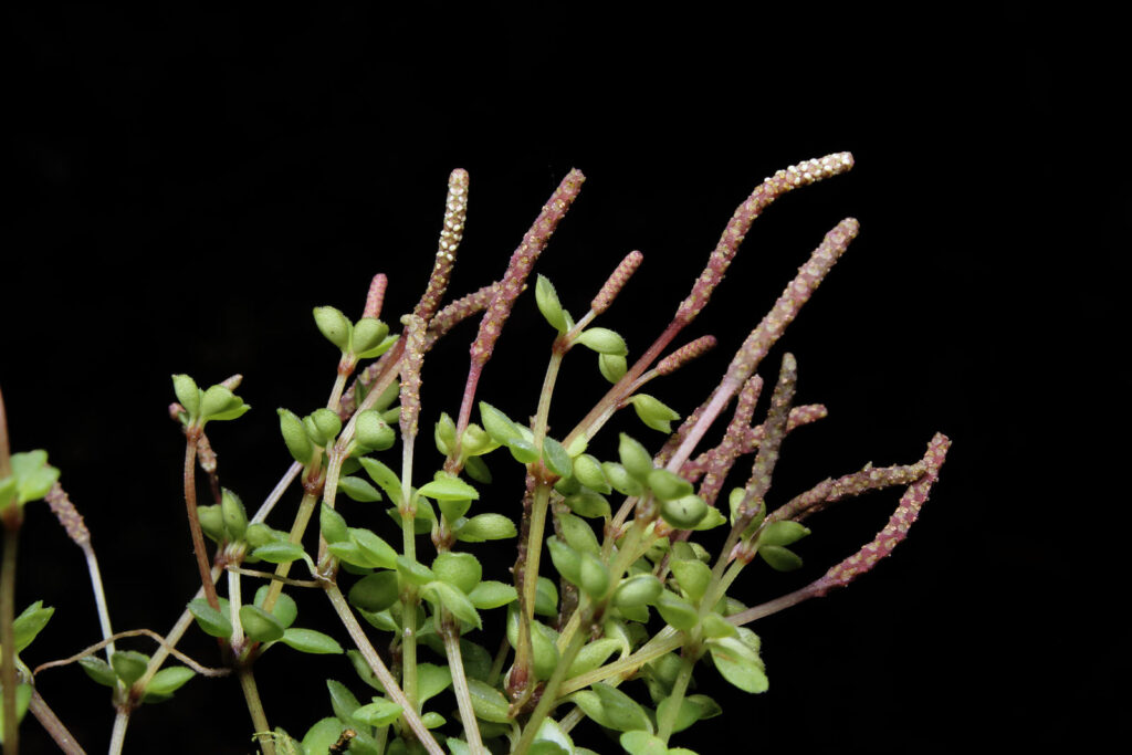 Peperomia Quadrifolia Um Guia Completo