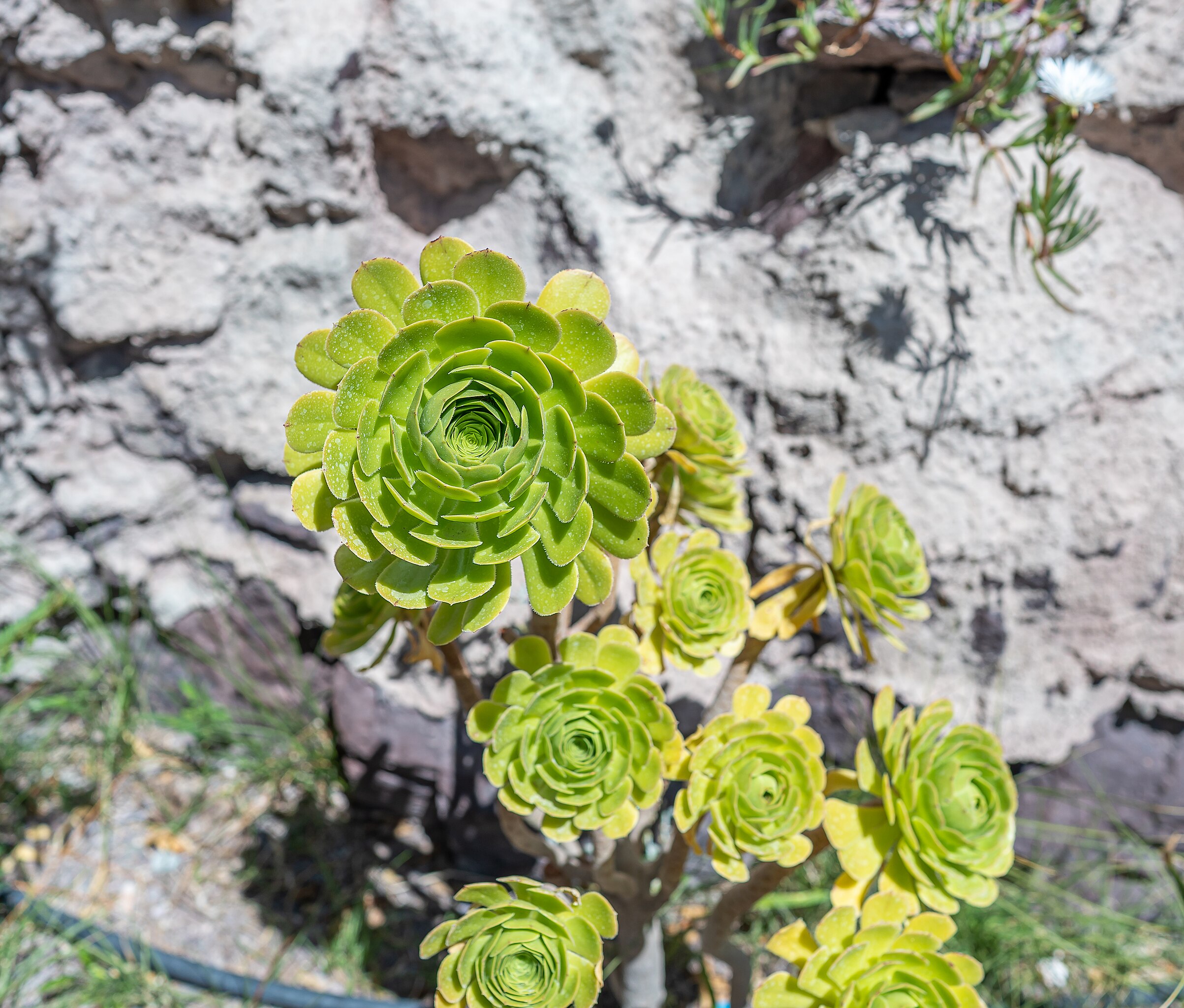 Aeonium Undulatum Um Guia Completo